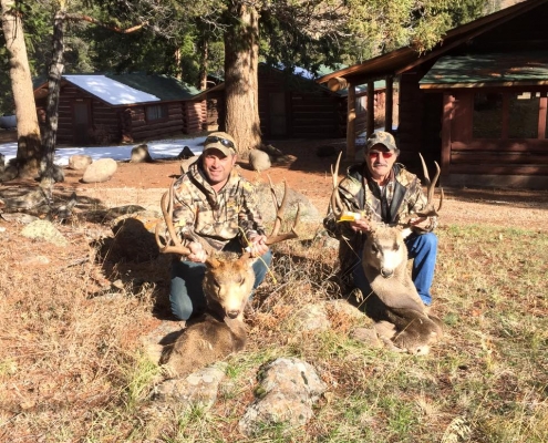 Deer Displays of hunts with Sheep Mesa Outfitters, Cody, Wyoming